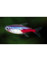 Néon bleu (Paracheirodon innesi) 2-2,2cm