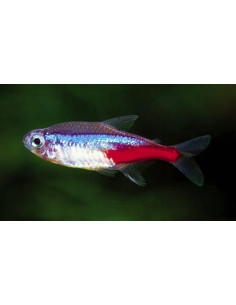 Néon bleu (Paracheirodon innesi) 3-3,2cm