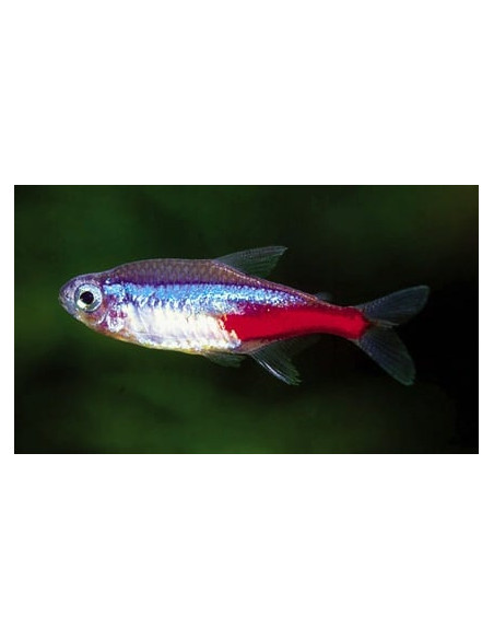 Néon bleu (Paracheirodon innesi) 2,5-3cm