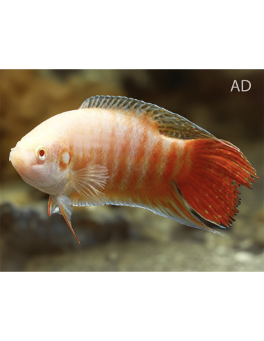 Macropode albinos (Macropodus opercularis Albino) 3-4cm