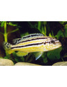 Melanochromis Auratus 3-4cm
