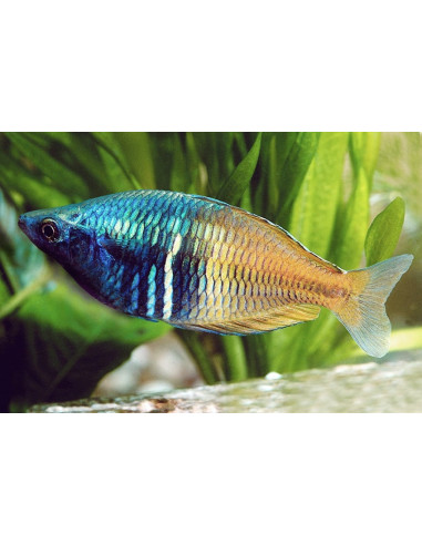 Melanotaenia Boesemani 4,5-5,5cm