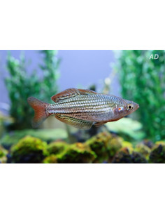 Melanotaenia Maccullochi 4,5-5,5cm