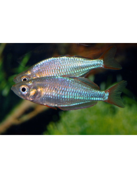 Melanotaenia Praecox 2,8-3,2cm