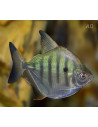 Metynnis fasciatus (Metynnis fasciatus) 2-3cm