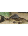 Pterygoplichthys Joselimaianus 4,5cm