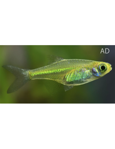 Microdevario kubotai (Microdevario kubotai) 1,2-1,7cm
