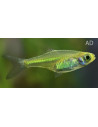 Microdevario kubotai (Microdevario kubotai) 1,2-1,7cm