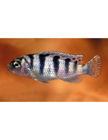 Cichlidé lombardoi (Maylandia lombardoi) 3-4cm
