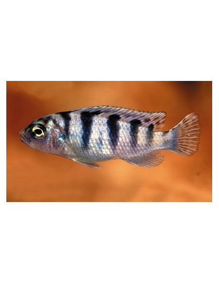 Cichlidé lombardoi (Maylandia lombardoi) 4-5cm