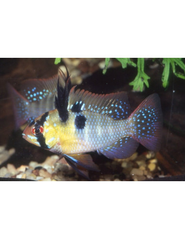 Ramirezi (Mikrogeophagus ramirezi) 3-3,5cm
