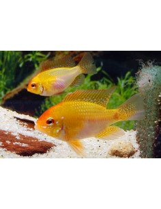 Ramirezi Gold (Mikrogeophagus ramirezi Gold) 3,5-4cm