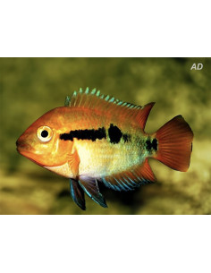 Herotilapia Multispinosa 4-5cm
