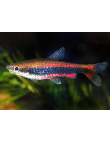 Poisson-crayon de Beckford (Nannostomus beckfordi) 2-2,5cm