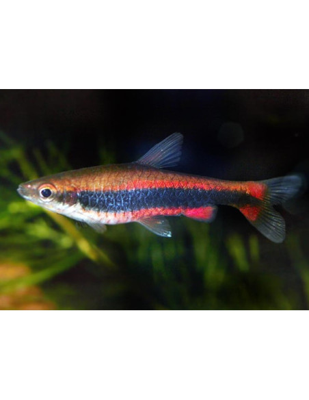 Poisson-crayon de Beckford (Nannostomus beckfordi) 2-2,5cm