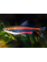 Poisson-crayon de Beckford (Nannostomus beckfordi) 2-2,5cm