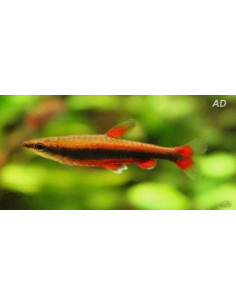 Poisson-crayon de Beckford rouge (Nannostomus beckfordi Red) 2-2,5cm