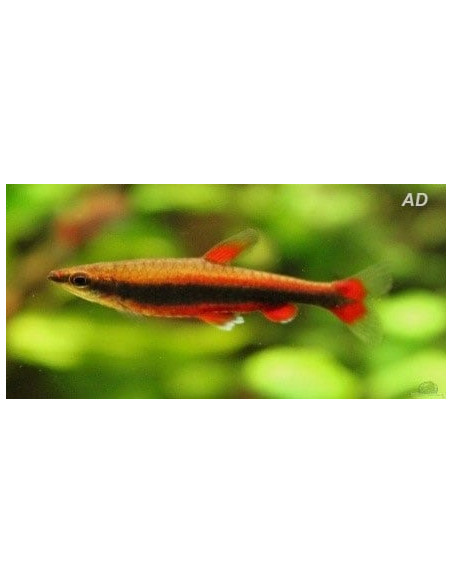 Poisson-crayon de Beckford rouge (Nannostomus beckfordi Red) 2,5-3cm