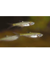 Brevibora Dorsiocellata 1,5-2cm Wild