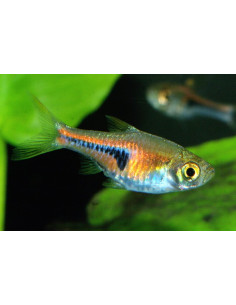 Rasbora espei (Trigonostigma espei) 1,4-1,8cm Wild