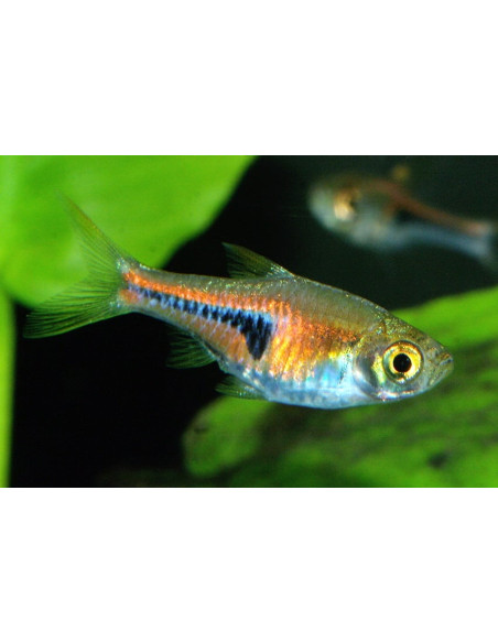 Rasbora espei (Trigonostigma espei) 1,4-1,8cm Wild