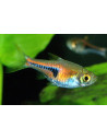 Rasbora espei (Trigonostigma espei) 1,4-1,8cm Wild