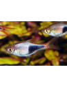 Rasbora arlequin (Trigonostigma heteromorpha) 1,5-2cm