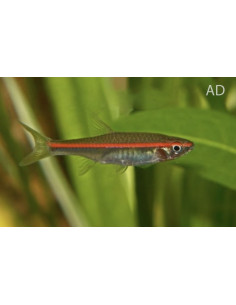 Rasbora pauciperforata (Rasbora pauciperforata) 3-3,5cm Wild