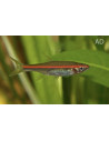 Rasbora Pauciperforata 3-3,5cm Wild