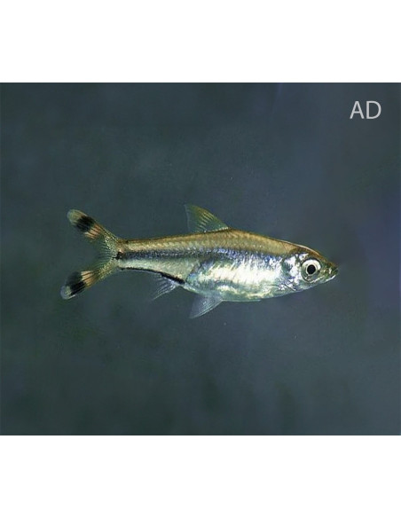 Rasbora trilineata (Rasbora trilineata) 3,5-4cm Wild