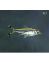 Rasbora trilineata (Rasbora trilineata) 3,5-4cm Wild