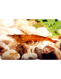 Neocaridina Heteropoda Orange 1-1,5cm