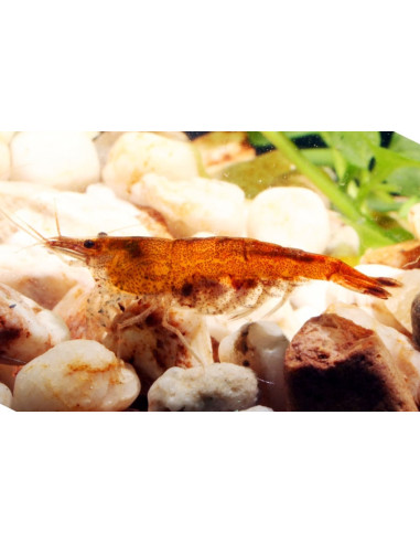 Crevette Orange (Neocaridina heteropoda "Orange") 1-1,5cm