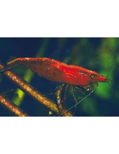 Neocaridina davidi "Bloody Mary"  1-1,5cm