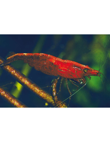 Crevette Bloody Mary (Neocaridina davidi "Bloody Mary") 1-1,5cm
