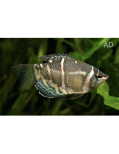 Gourami chocolat (Sphaerichthys osphromenoides) 2-3cm