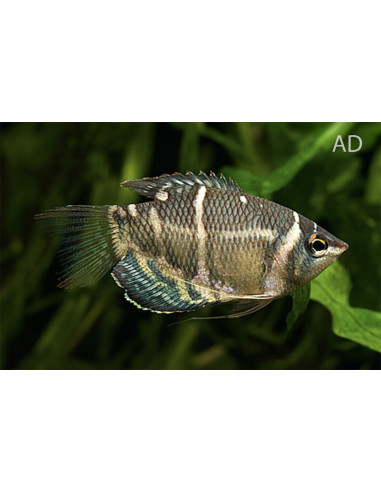 Gourami chocolat (Sphaerichthys osphromenoides) 2-3cm