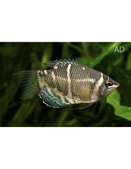 Gourami chocolat (Sphaerichthys osphromenoides) 2-3cm