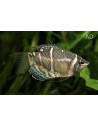 Gourami chocolat (Sphaerichthys osphromenoides) 2-3cm