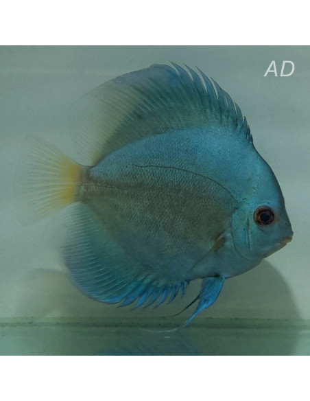 Discus Blue Diamond (Symphysodon aequifasciatus Blue Diamond) 5-6cm