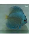 Discus Blue Diamond (Symphysodon aequifasciatus Blue Diamond) 7-8cm