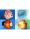Discus Mix (Symphysodon aequifasciatus) 11-12cm