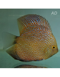 Discus Marlboro Yellow (Symphysodon sp. Marlboro Yellow) 5-6cm