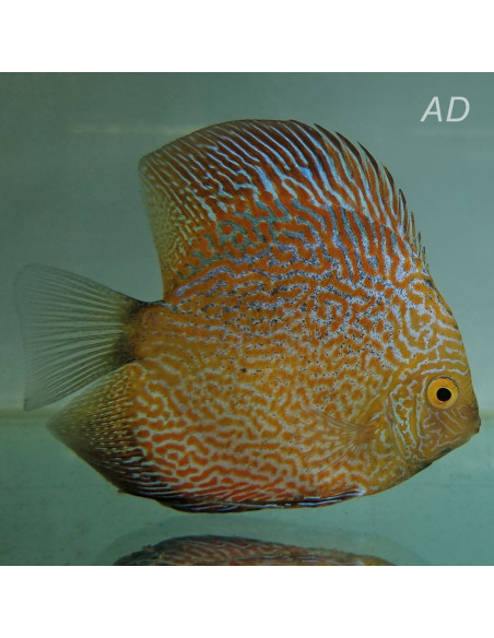 Discus Marlboro Yellow (Symphysodon sp. Marlboro Yellow) 5-6cm