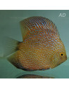 Discus Marlboro Yellow (Symphysodon sp. Marlboro Yellow) 7-8cm