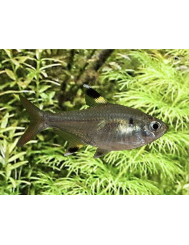 Tétra x-ray (Pristella maxillaris) 2-2,5cm