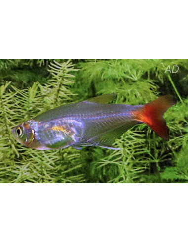 Prionobrama filigera (Prionobrama filigera) 2,5-3cm