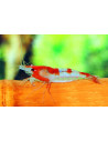 Crevette Red Rili (Neocaridina heteropoda "Rili") 1-1,5cm