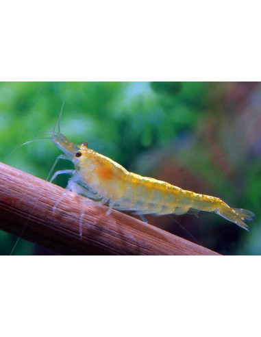 Crevette Yellow (Neocaridina heteropoda "Yellow") 1-1,5cm