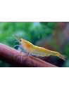 Crevette Yellow (Neocaridina heteropoda "Yellow") 1-1,5cm